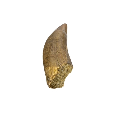 1087 - Natural History - Dinosaur tooth, African 'T-Rex', Carchardodontosaurus Saharicus, Cretaeous period ... 