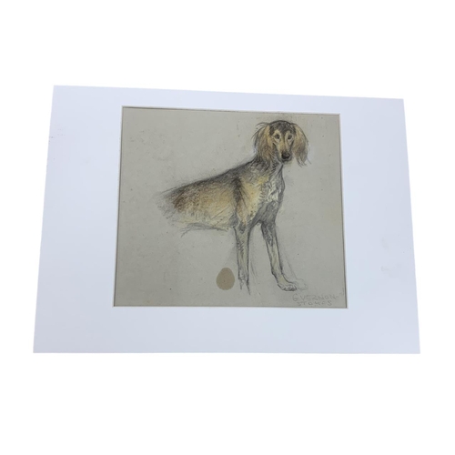 1578 - George Vernon Stokes (1873-1954) portrait of Saluki, charcoal and pastel sketch, signed, 25cm x 22cm... 