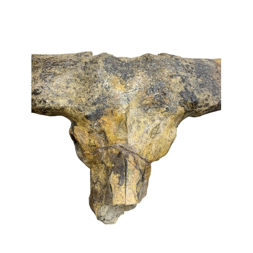 1090 - Natural History - Exceptional fossilised Bison skull, from the Upper Pliocene Period 1.9 million yea... 