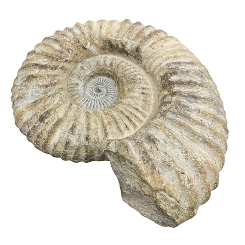 1093 - Natural History - Very large acanthoceras ammonite fossil, from the Lower Cretaceous Period 110 mill... 