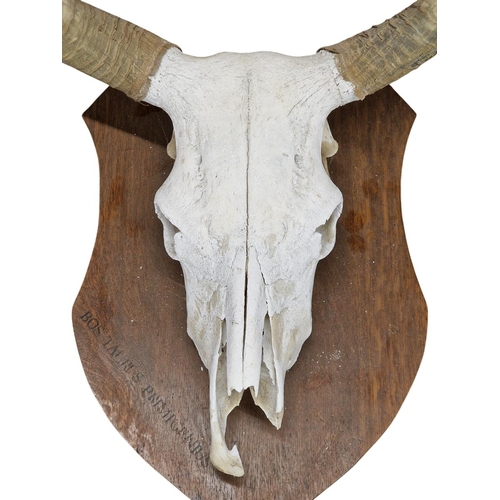 1101 - Taxidermy - Ox skull and horns (Bos taurus), mounted on wooden shield plaque, W 90cm