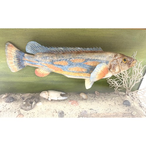 1088 - Taxidermy - Cuckoo Wrasse fish (labrus mixtus), in glazed case set amongst naturalistic surround, 60... 