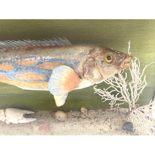 1088 - Taxidermy - Cuckoo Wrasse fish (labrus mixtus), in glazed case set amongst naturalistic surround, 60... 