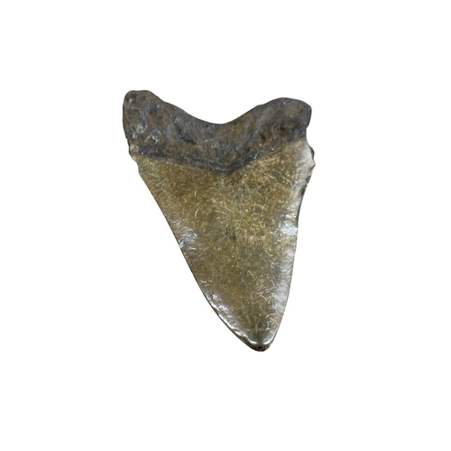 1035 - Natural History - Large fossilised Megalodon shark tooth, obtained from South Carolina/Java region, ... 