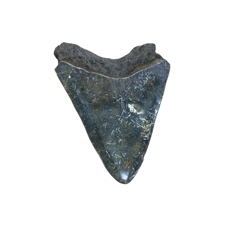 1036 - Natural History - Large fossilised Megalodon shark tooth, obtained from South Carolina/Java region, ... 