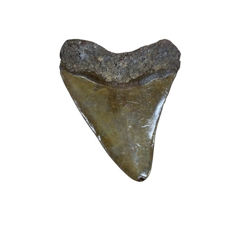 1037 - Natural History - Large fossilised Megalodon shark tooth, obtained from South Carolina/Java region, ... 