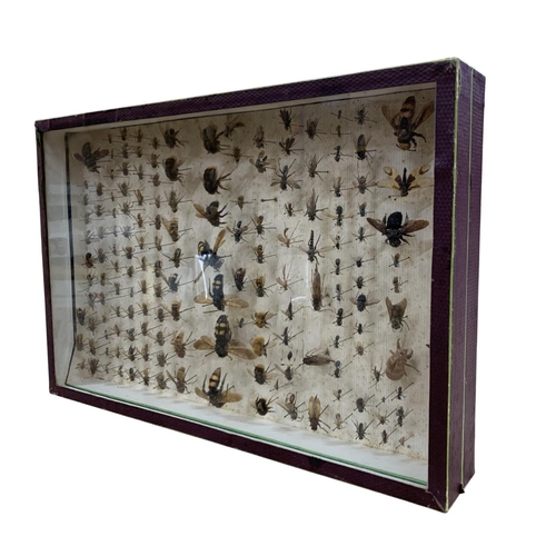 1043 - Taxidermy - antique Maison Deyrolle bee specimen case, having label to verso, 39cm x 26cm x 6cm