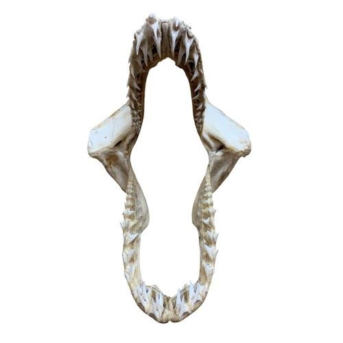 1044 - Taxidermy - Shortfin Mako Shark jaw (Isurus paucus), H 28cm x W 20cm