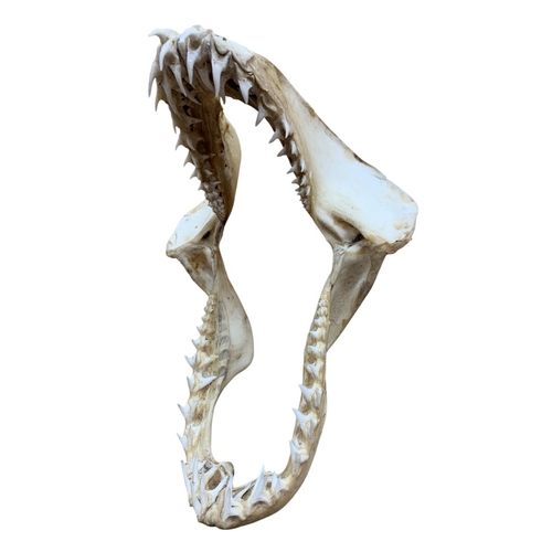 1044 - Taxidermy - Shortfin Mako Shark jaw (Isurus paucus), H 28cm x W 20cm