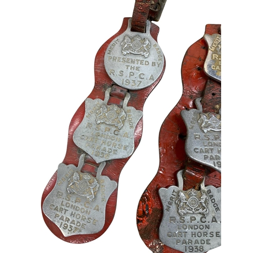 528 - Quantity of 1930's R.S.P.C.A London cart horse aluminium merit badges mounted on original red leathe... 