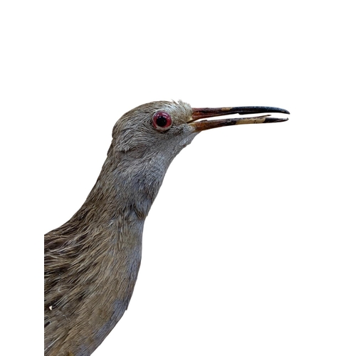 1055 - Taxidermy - Water Rail (Rallus aquaticus) mounted upon a naturalistic wooden base, overall H 23cm x ... 