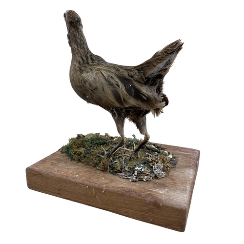 1055 - Taxidermy - Water Rail (Rallus aquaticus) mounted upon a naturalistic wooden base, overall H 23cm x ... 