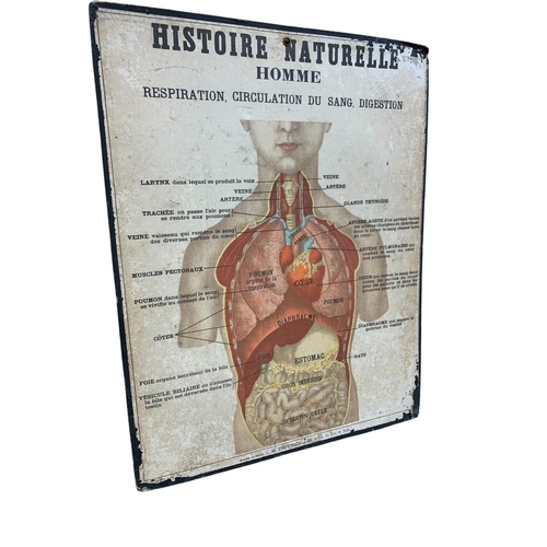 618 - Pair of French educational anatomical wall charts by E. Deyrolle, depicting the sensory, circulatory... 