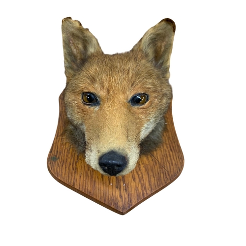 1051 - Taxidermy - Fox head mounted upon a wooden shield (Vulpes vulpes), overall H 27cm x W 21cm