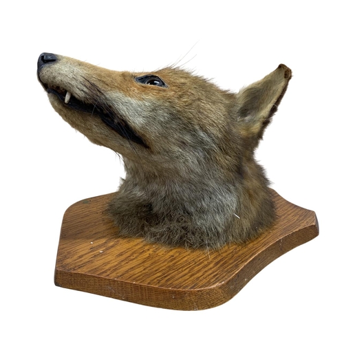 1051 - Taxidermy - Fox head mounted upon a wooden shield (Vulpes vulpes), overall H 27cm x W 21cm