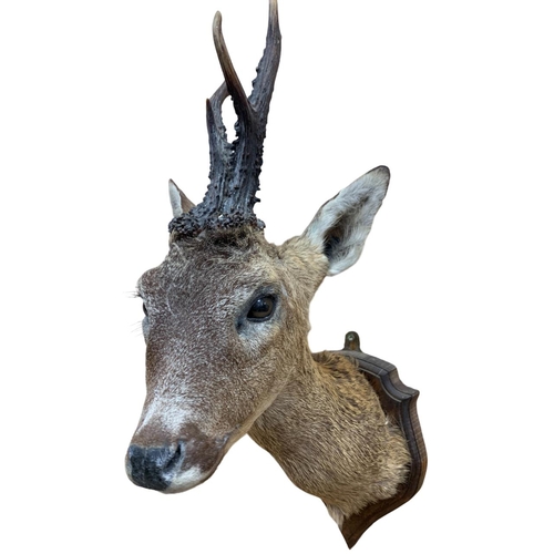 1052 - Taxidermy - Roe deer mounted on wooden shield (Capreolus capreolus), H 59cm x W 20cm