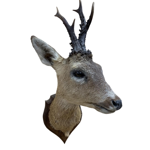 1052 - Taxidermy - Roe deer mounted on wooden shield (Capreolus capreolus), H 59cm x W 20cm