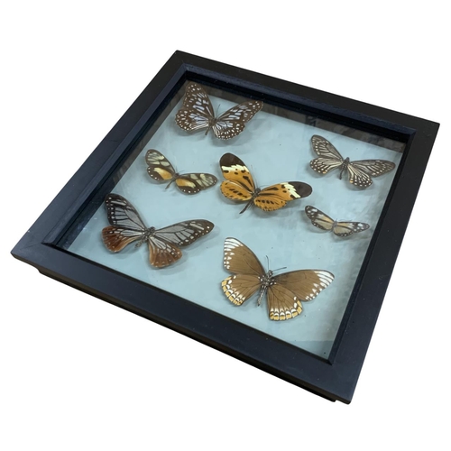 1053 - Taxidermy - Three framed and glazed butterfly displays to include White Tiger butterfly, Common Mime... 