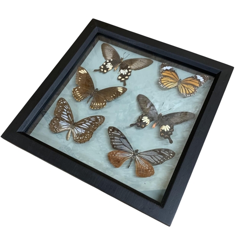 1053 - Taxidermy - Three framed and glazed butterfly displays to include White Tiger butterfly, Common Mime... 