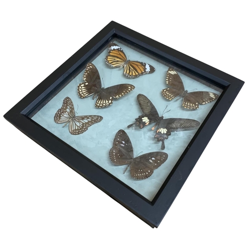 1053 - Taxidermy - Three framed and glazed butterfly displays to include White Tiger butterfly, Common Mime... 