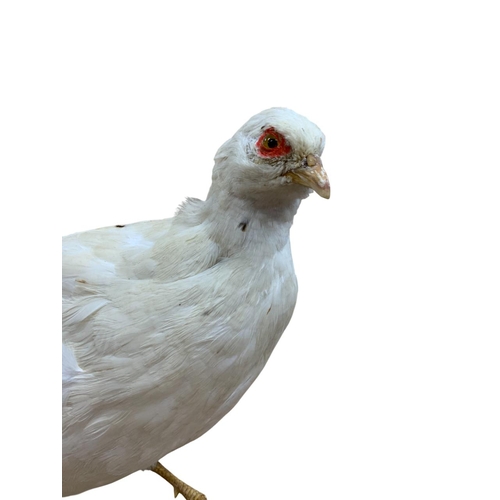 1056 - Taxidermy - White Common Pheasant (Phasianus colchicus) perched on a stump upon a wooden base, H 43c... 