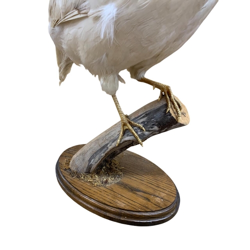 1056 - Taxidermy - White Common Pheasant (Phasianus colchicus) perched on a stump upon a wooden base, H 43c... 