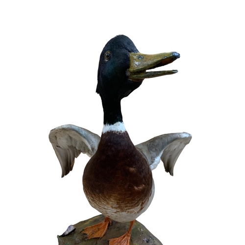 1059 - Taxidermy - Mallard Duck (Anas platyrhynchos), standing on a naturalistic style base mounted with mu... 