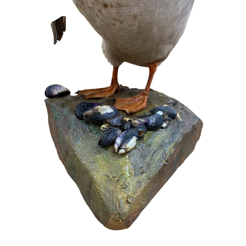 1059 - Taxidermy - Mallard Duck (Anas platyrhynchos), standing on a naturalistic style base mounted with mu... 