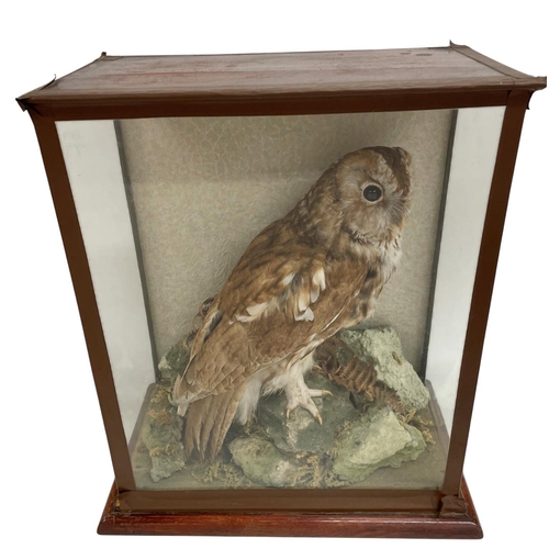 1057 - Taxidermy - Tawny Owl (Strix aluco) perched within a naturalistic setting, housed in a Victorian gla... 