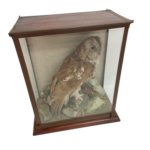 1057 - Taxidermy - Tawny Owl (Strix aluco) perched within a naturalistic setting, housed in a Victorian gla... 