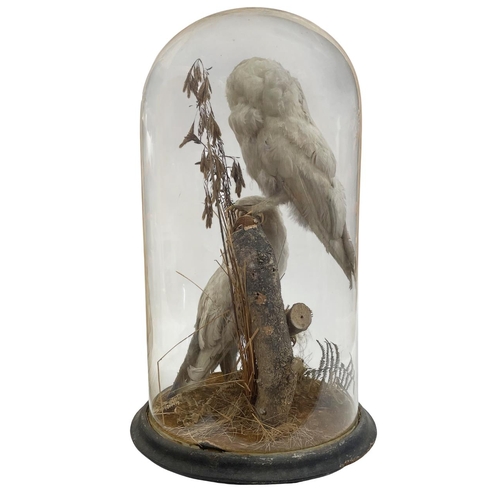 1039 - Taxidermy - Pair of barn owls (Tyto alba) mounted on naturalistic branch setting and held in glass d... 