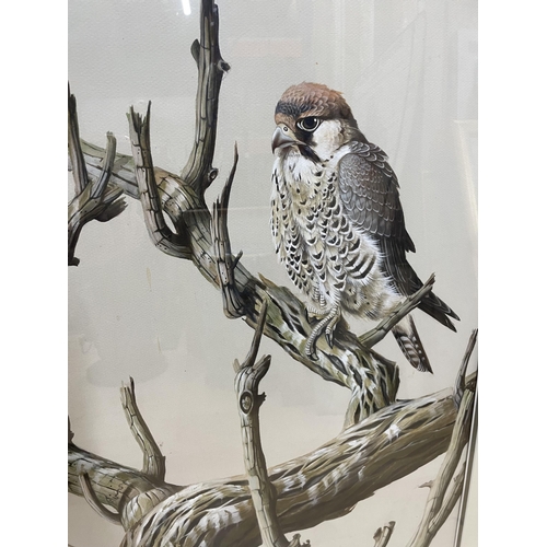 1508 - David Johnston (1946-) portrait of North African Lanner Falcon, signed and dated 1990, watercolour, ... 