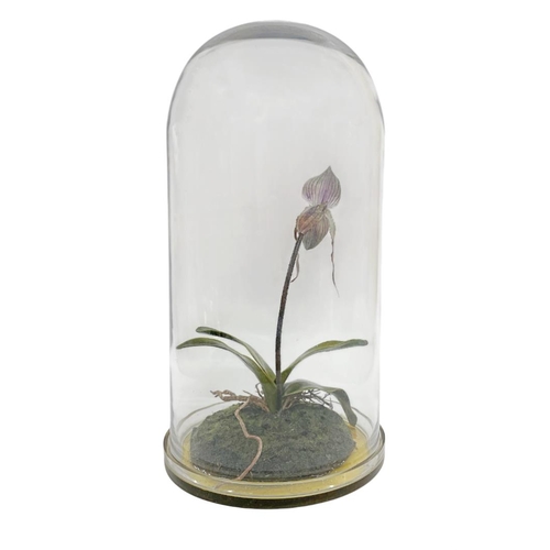 631 - Glass display dome housing a 'Gold of Kinabalu' artificial orchid, H 41cm x D 19cm