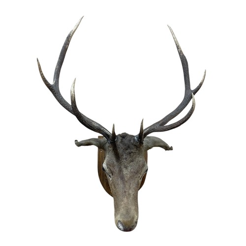 1060 - Taxidermy - Red deer stags head mounted on wooden shield (Cervus elaphus), L 105cm x 80cm