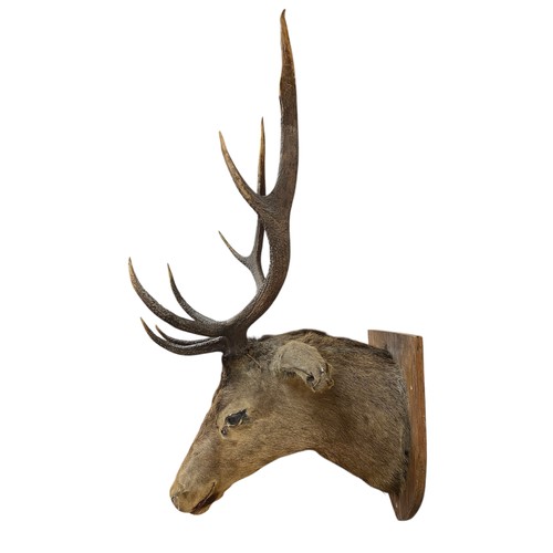 1060 - Taxidermy - Red deer stags head mounted on wooden shield (Cervus elaphus), L 105cm x 80cm