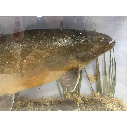 1049 - Taxidermy - Arctic Char (Salvelinus alpinus), amongst a naturalistic surround, a/f, within a glazed ... 