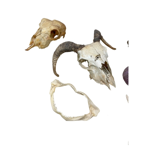 1047 - Quantity of taxidermy to include a set of shark jaws, 19cm wide, two goat skulls, one with horns int... 