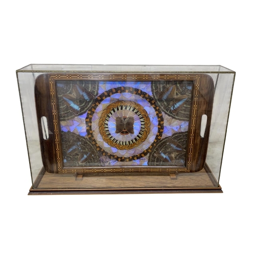 1048 - Taxidermy - A Brazilian butterfly wing tray with marquetry inlaid border, 'Formanek' label to revers... 