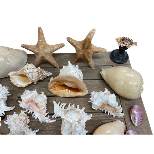 602 - Extensive collection of vintage seashells and sea specimens to include coral, starfish, sea urchins,... 