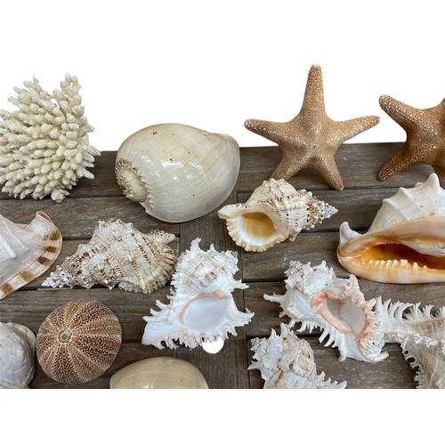 602 - Extensive collection of vintage seashells and sea specimens to include coral, starfish, sea urchins,... 