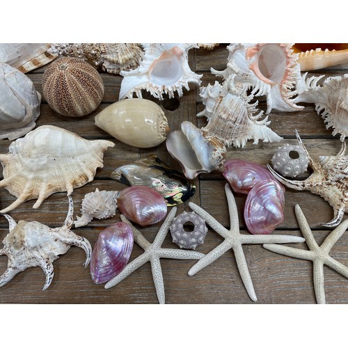 602 - Extensive collection of vintage seashells and sea specimens to include coral, starfish, sea urchins,... 