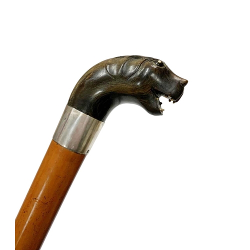 649 - Malacca shaft walking cane with dark horn handle carved as a dog head with inset bone teeth and eyes... 