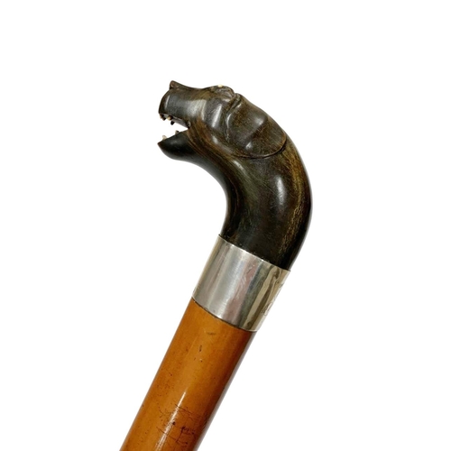 649 - Malacca shaft walking cane with dark horn handle carved as a dog head with inset bone teeth and eyes... 