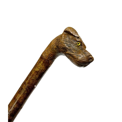 654 - One-piece hazel wood walking cane with handle well carved as a terrier dog with inset glass eyes, L ... 