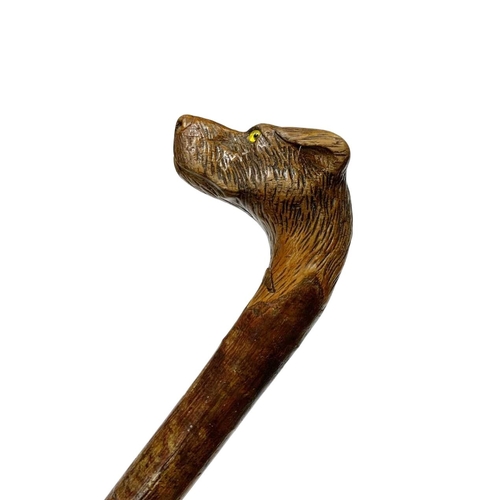 654 - One-piece hazel wood walking cane with handle well carved as a terrier dog with inset glass eyes, L ... 