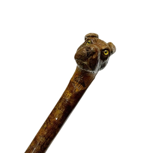 654 - One-piece hazel wood walking cane with handle well carved as a terrier dog with inset glass eyes, L ... 