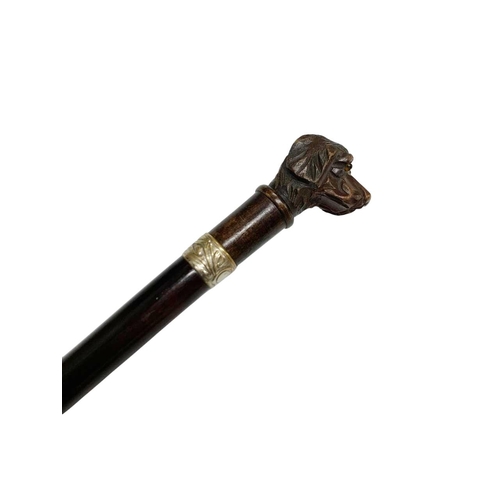 659 - Polished hardwood walking cane with hardwood handle carved as a dog head, having inset glass eyes wi... 