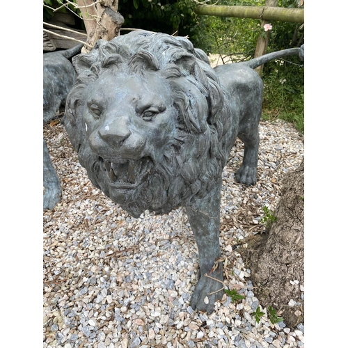 1 - Exceptional opposing pair of cast bronze standing roaring lions with well cast teeth, mane and tail,... 