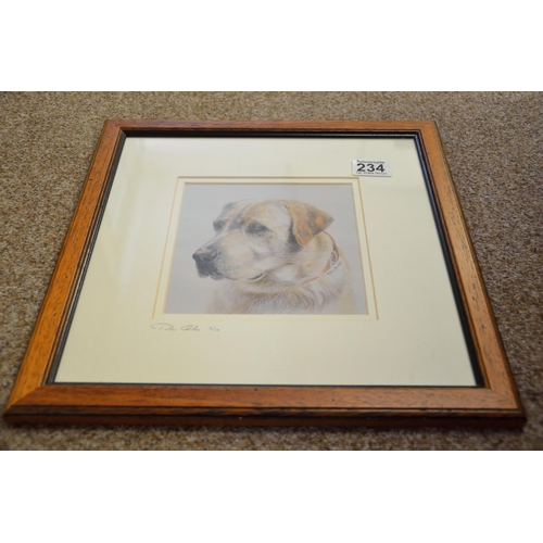 234 - Limited edition Labrador print by Peter Barber