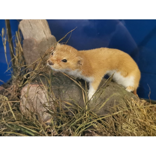 25 - Cased Taxidermy of a Stoat - 35cm high by 44 long